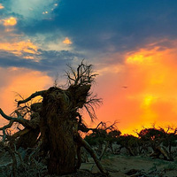 ������ѡ��