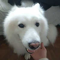 �������ǰ�ץ����ͷ�������ݱ���������ϼٷ����޵ı�������