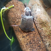 ���¶���