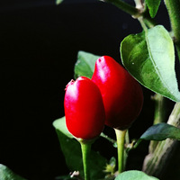 ���Ų�������ޡ����й������ֻ˵���콷�����󵼲������⵳����