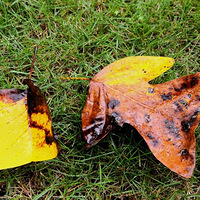 �����Ѿ�Զȥ���������ˣ����϶��ǽ��ɫ����Ҷ���������������