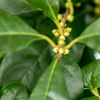 ��˹��˹��Ǹ���������