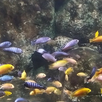 �ȷ��ˣ�����è�ڿ��ȹ���̽��ı�������ѣ�ƾʵ���Է�