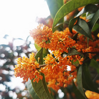 ���������Σ������ܲ�����