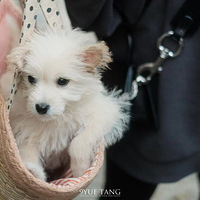 MINI�黳�����ڰ������Լ�