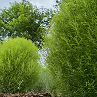 ����Ͷ��첻ͬʱ�ڵķ羰