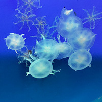 ����������԰�治��