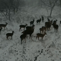 ����ܶ����и�������ǧ������...�ٰ�����ӭ����ѩ��������