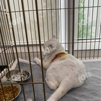 ݿ׳ҽԺƼӽ𻪸ϵݣ̩ɹȻСè