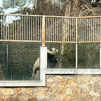 ����԰һ����è��Խ������һ�׶���������ˮ��ȥ�껹�����ϼ�ء�