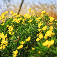 ����С�ͳ�ҡ�����ڣ����������