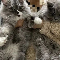 ��ҵ��������ʦ�ŶӵȲ���᲻�������Ծ�