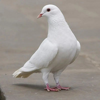 ˭�Ǻ���¥�еĸ���֮����