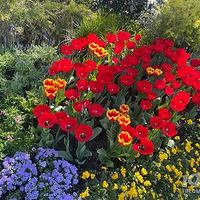 ̫����������ʢ��������