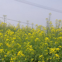 ũ��Ҳ����