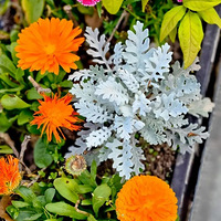 �����ڼ�Ϊ��ѧ���������ɶԣ��Ϻ�һ��У��Ӧ���������