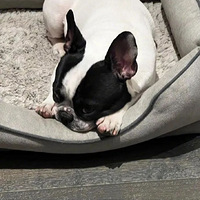 ���շݵĹϣ�¹��ɹ����������͵�ģ��Ż���˵�����ڼ俪�ݳ���ѹ