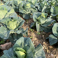 ��̨�ֲˣ��Ը����㣡����������2ƽ����̨���ֳ����ѡ����ˡ���