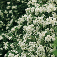 ΢�Ź���ƽ̨չʾ�û�IP���أ��������