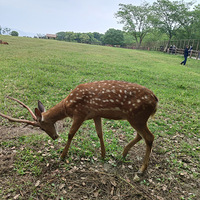 ����Ļ���԰