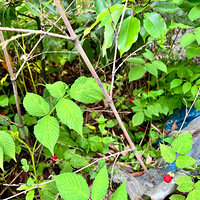 ����̫�������߳�����