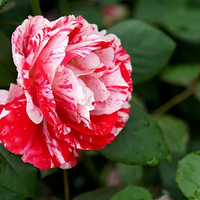 ȫ����֧���ܿ�����������ٴ������һ���ں�����ɽ��֣�������