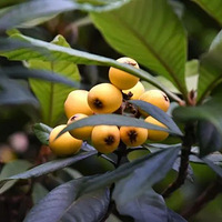 ��������ˡ����ұ�ͣ���������˱���������������