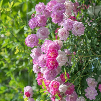 �ɺ���ѧ�ſڵ�Ǿޱ�����ˣ����һ�ľ��Ǵ�Ƭ