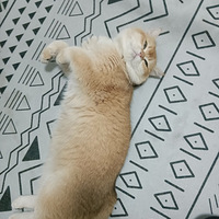 ��ƽ����