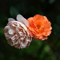 ���ٽ����������ѣ������������շ�վֻ���²����ϣ��������