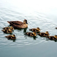 ���30���˸��룬7�˱���Ⱦ���Ϻ����˱�������ȡ����ǿ�ƴ�ʩ