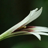 ����ѧ�ҹ�������ϵ���ĳ��������ڶ���������Ƭ���������