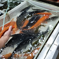 �Ĵ������η����