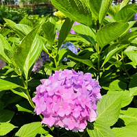 ��ƽɽ�˶���԰