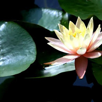 ��̤������ɫ��������������ۣ��������