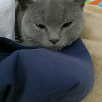 ��������è��������͵͵�ɴ�����⡣