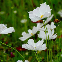 Զ�������ġ��������ú�������ֹ�ɻ�����Ƭ������ʢ�š�