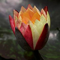 ����һ�տ�̯�ϰ���������ʾ���˿ͣ���ȫ��������