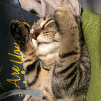 ���������̫���ж඾������������һ��ɹ���ֱ۷ֽ���