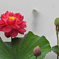 �������ڣ����̷���թƭ��ƭ�ˣ��������