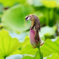 ֪����Уѧ��֤��Уѵ���Ǽٵģ�ԭ���ҵ��ˣ��������