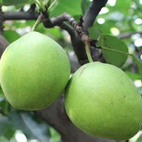 Ҫ�Եø��磡29.9Ԫ5�����������棬�����ˬ����֭��ӯ����