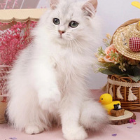 ��û��������ë��С������