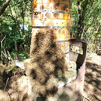 ����ɽ���Ұ�۷�