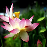 С�������󲼶���15��ѩ���첻�ϸ���������