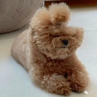 ����ƾ�跢�ͻ���һ�ѣ����ѣ��������е�һ��ĵ���ɡ�