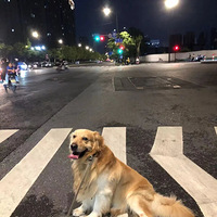 �ҹ���è�����׳���������������˵����Ϊ����������è��������