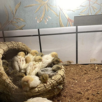 ��̨��������100ֻ��ÿ������40���������ݰ��̳���ǧԪʵ��