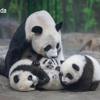 ��������Ա������è�������ѣ���������è��������