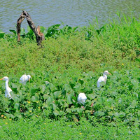 ԶԶ��ȥ��С�����������������������������